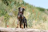 BEAUCERON 303